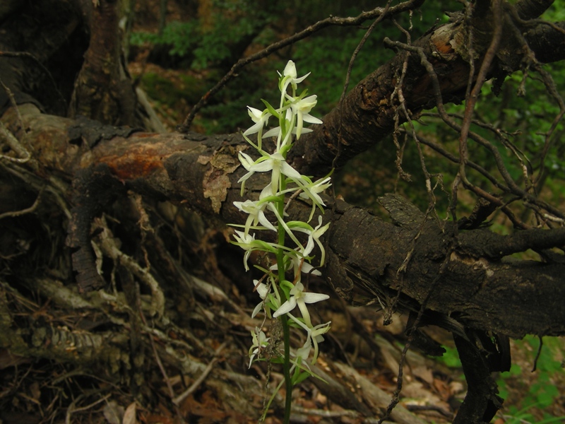 Platanthera bifolia